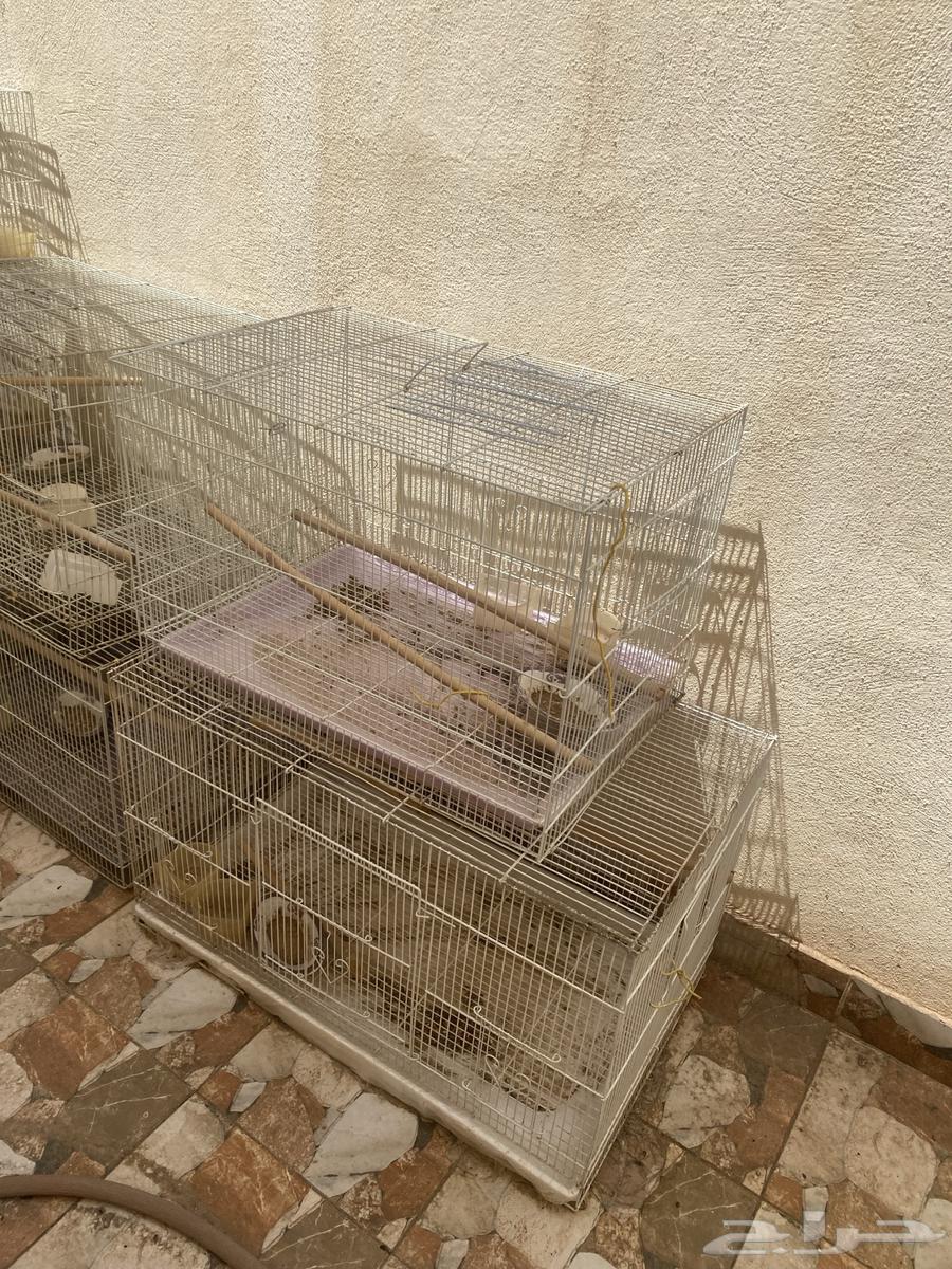 Bird cages in different sizes64447069062273112