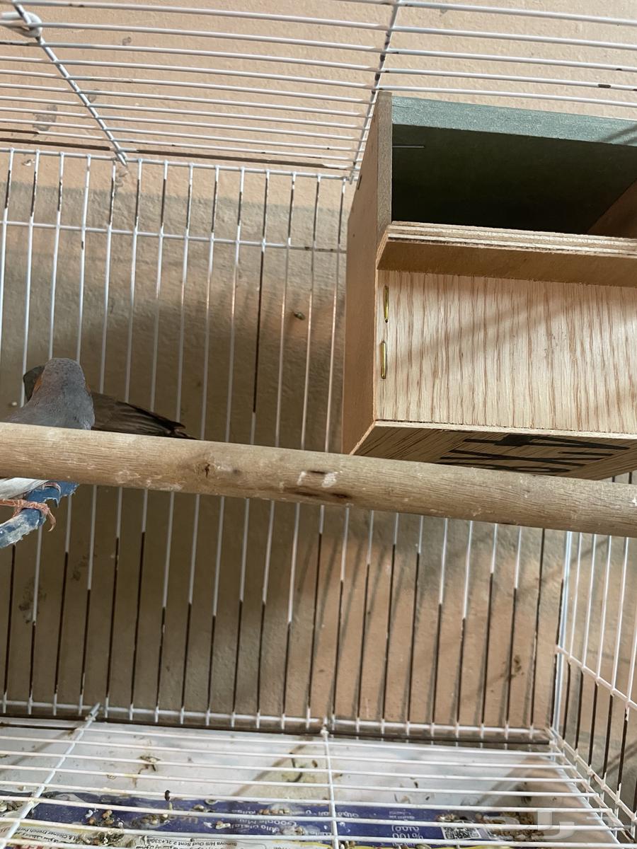 طيور زيبرا بكستاني للبيع64442884502658112