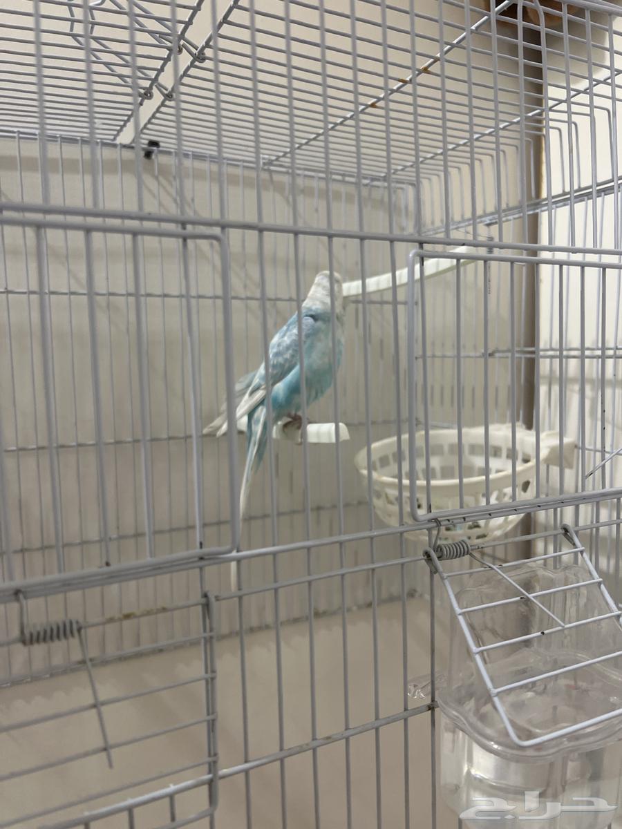 بادجي64447798624899111