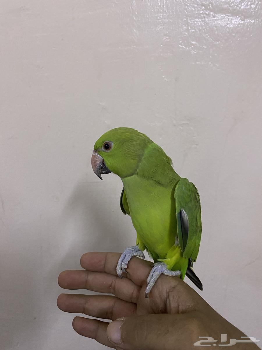 دره أليف64442475133443111