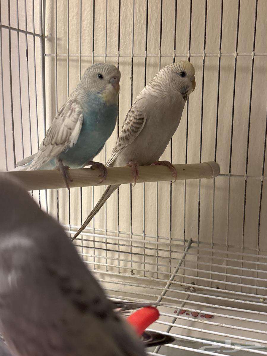 لدي طيور بادجي للبيع الصغيره منتجه64447349325953112