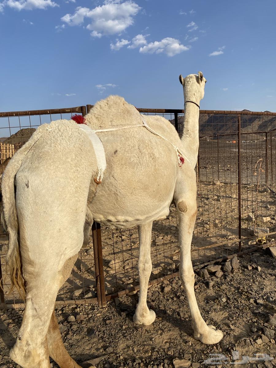 خلفه وضحا ناقة كفو من فروع البل وتحتها بكره طيبه تمم البيعع64447930874754112