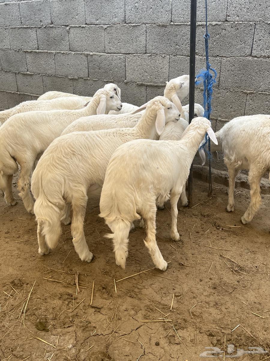 Rakhals for sale, sold64441622663809114