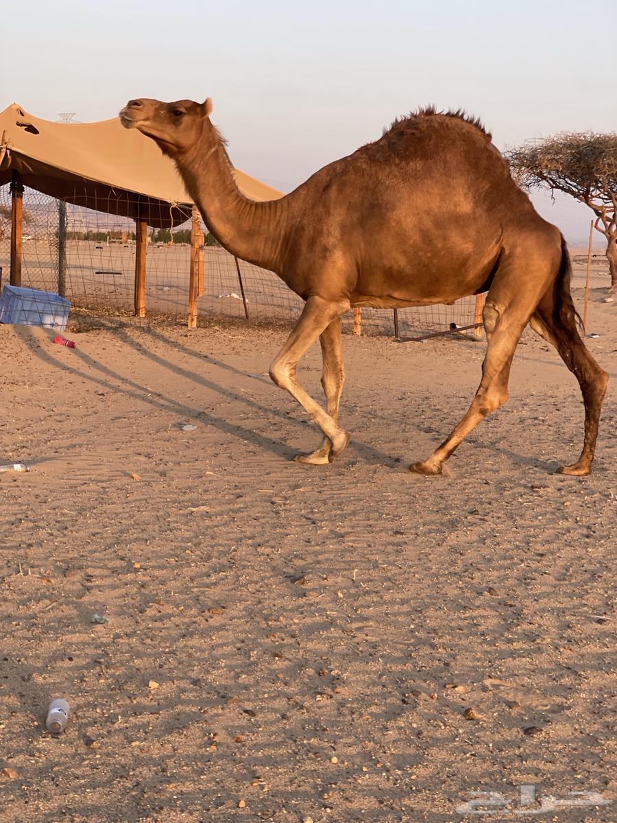 للبيع ناقه حايل طيبه64447957591810113