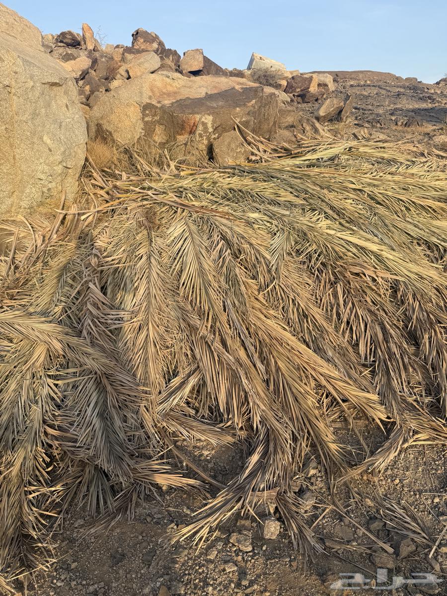 سعف نخل للبيع64447771940482110