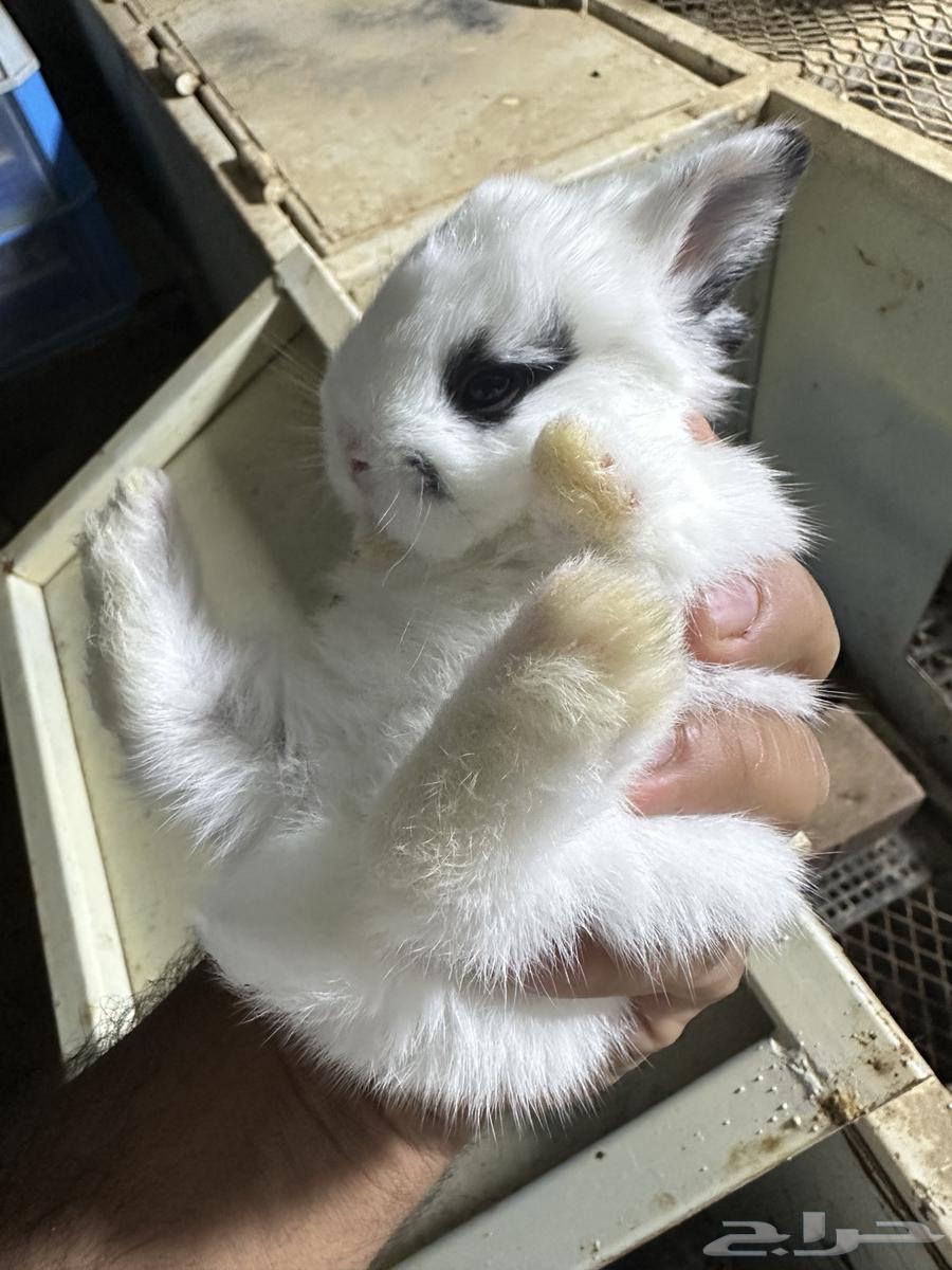Dwarf Netherland Rabbits64448037267842113