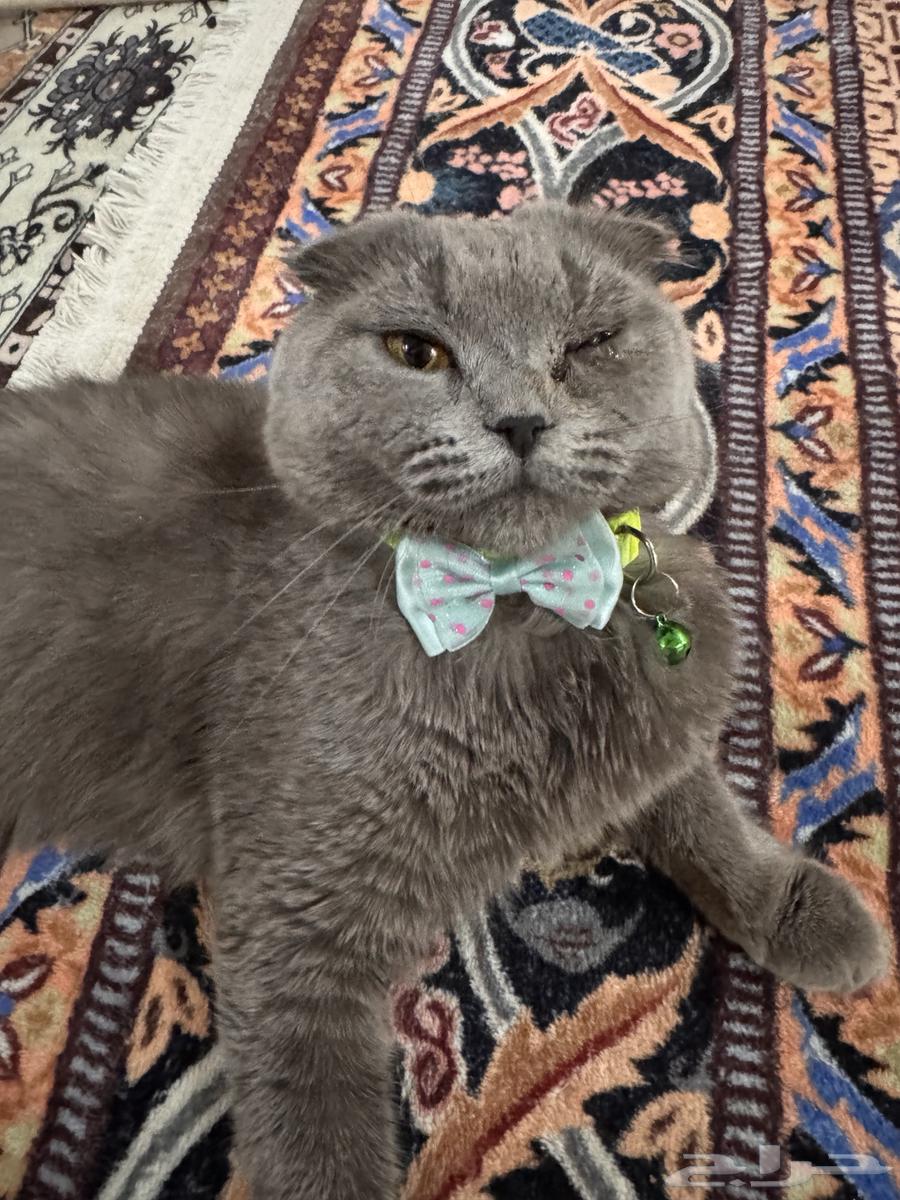 قط سكوتش فولد للبيع64448354686209111