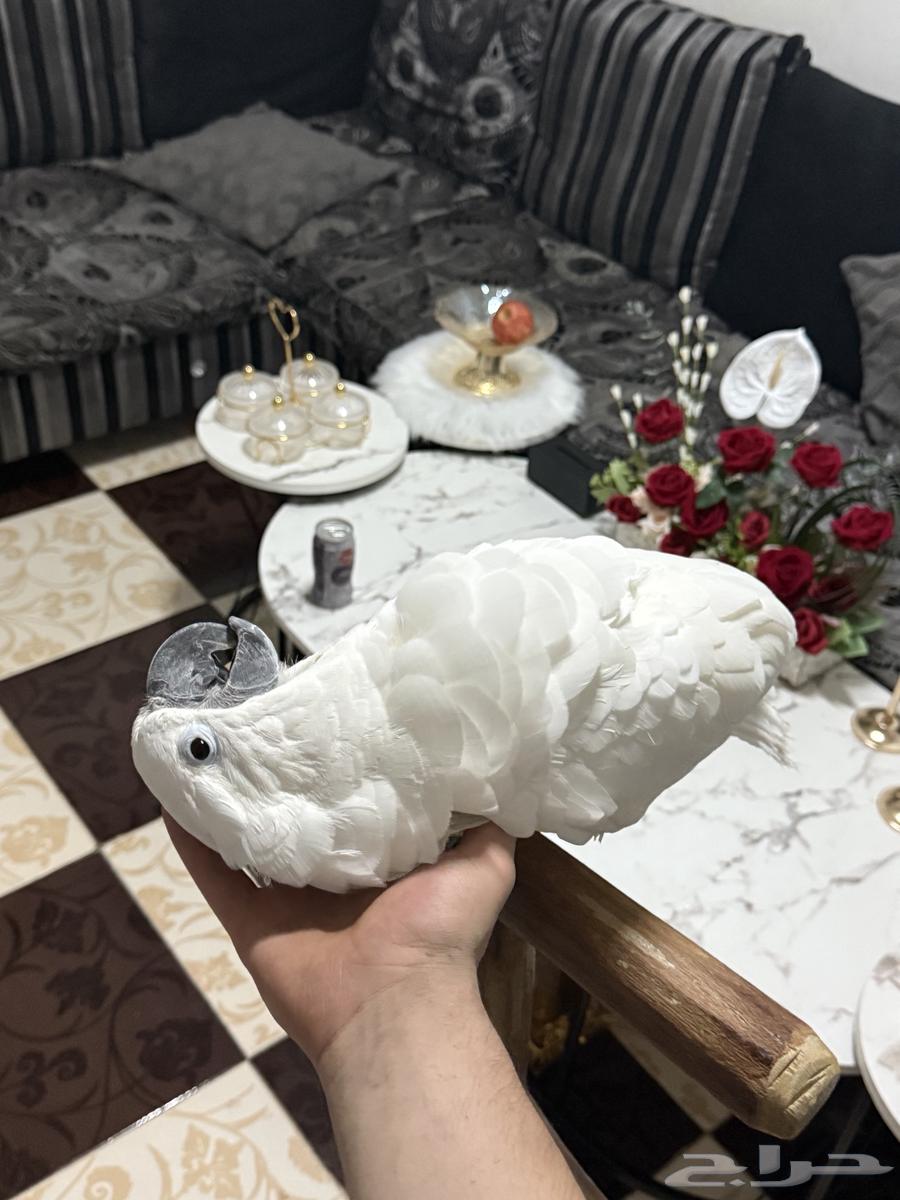 ببغاء كوكاتو إمبريلا تم البيع64444231554178112