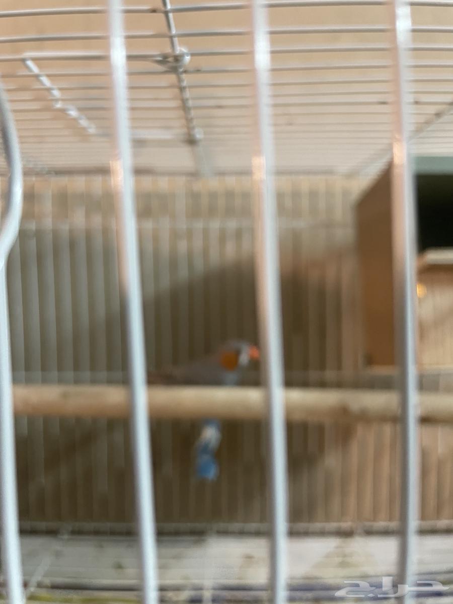 طيور زيبرا بكستاني للبيع64442884502658111