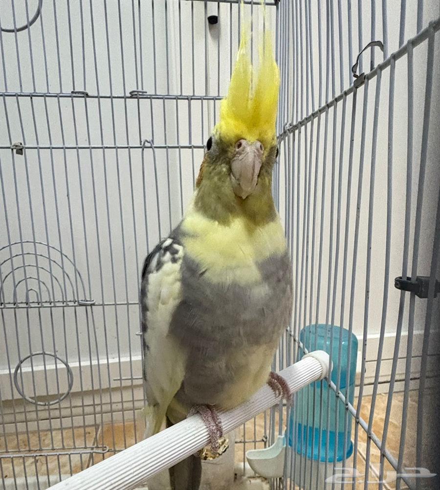 ذكر كروان كوكتيل مع القفص والاكل64448023888002110