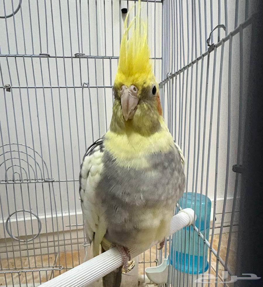 ذكر كروان كوكتيل مع القفص والاكل64448023888002111