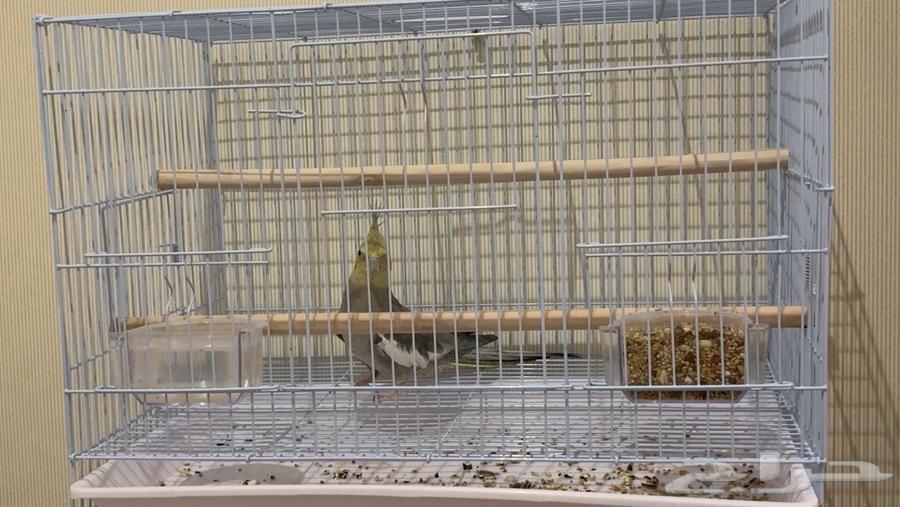 بيع عصافير مع اقفاصها64443101588355113