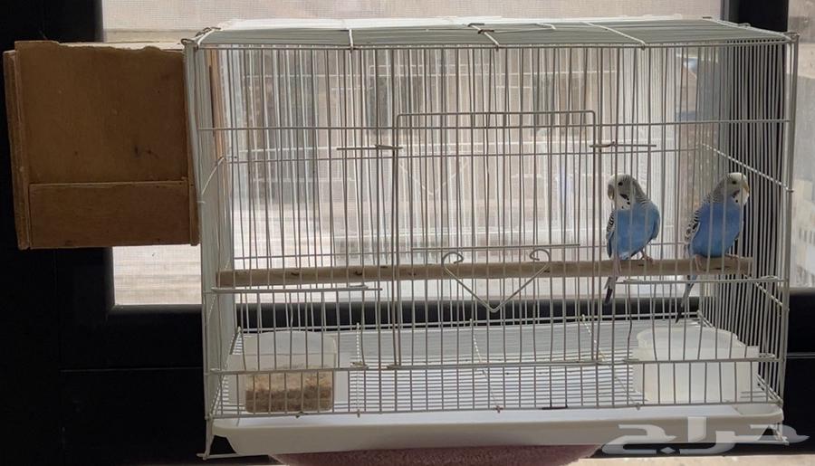 زوج بادجي هولندي ( تم البيع)64448288633603114