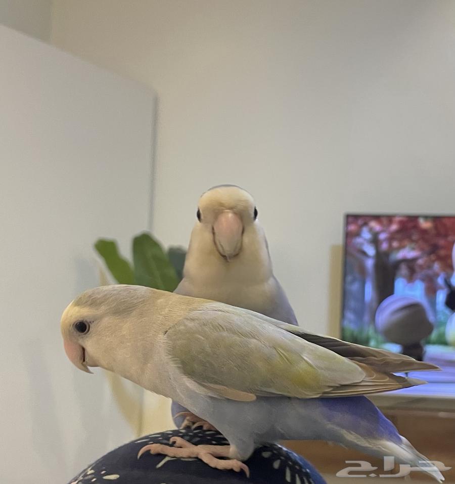 عصافير روز للبيع64448262140033110