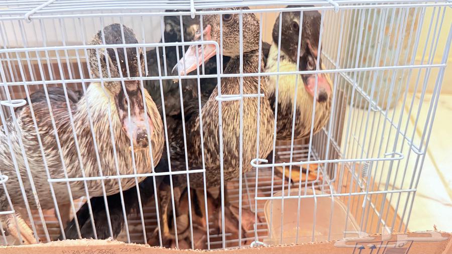 بط للبيع64442351101313110