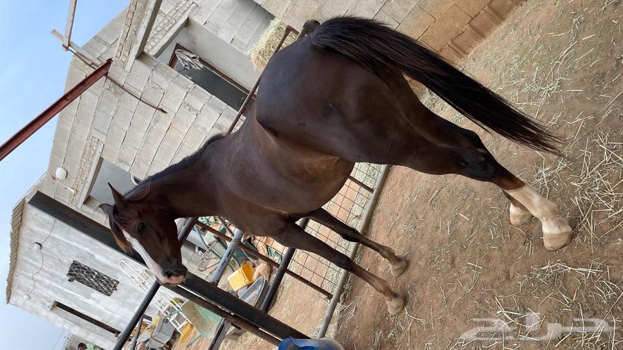 للبيع خيل النوع فرس دهماء ركوب وإنتاج64444727678083112