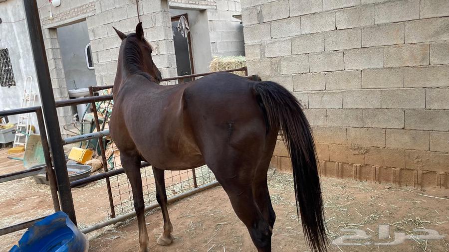 للبيع خيل النوع فرس دهماء ركوب وإنتاج64444727678083111