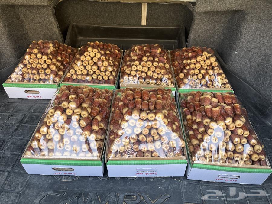 Luxurious high-quality dates from the last harvest64445255816195111