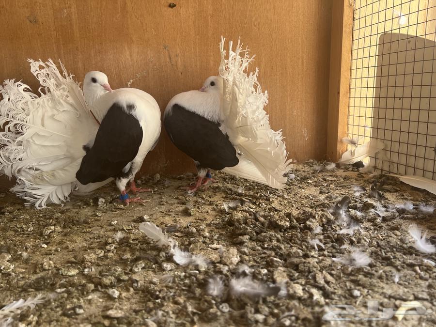 حمام شماسي (تم  البيع )64444191038083112