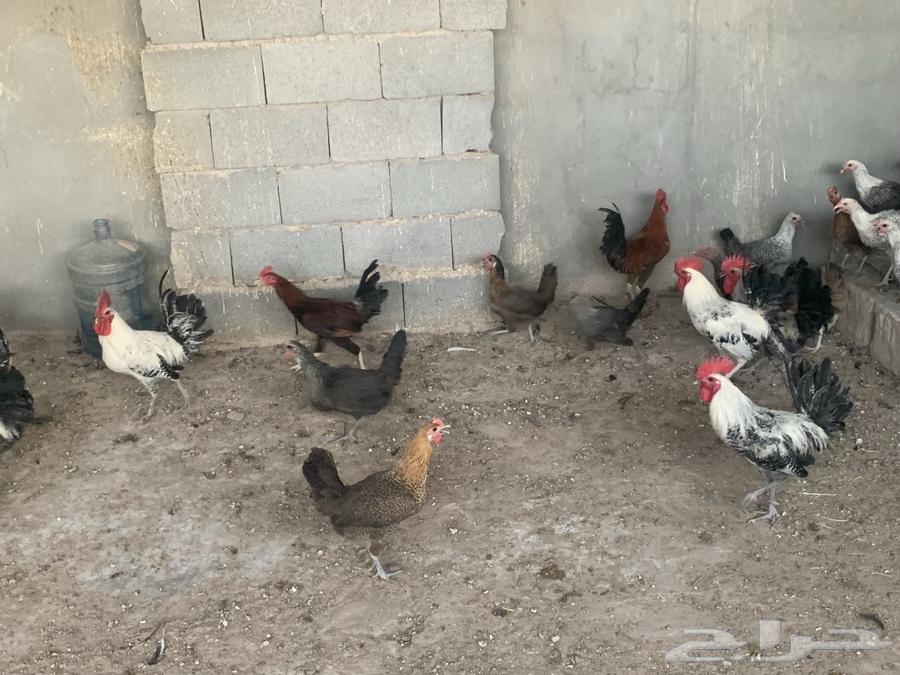 Local mixed chickens, starters and Fayoumi Bashayer (Sold out)64449584478851111