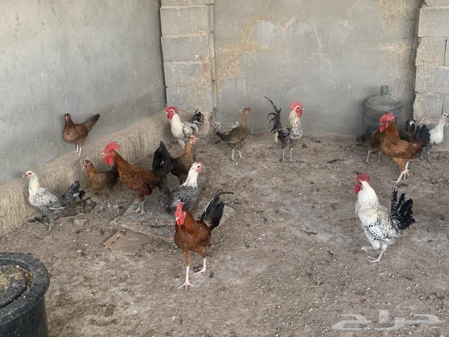 Local mixed chickens, starters and Fayoumi Bashayer (Sold out)64449584478851110