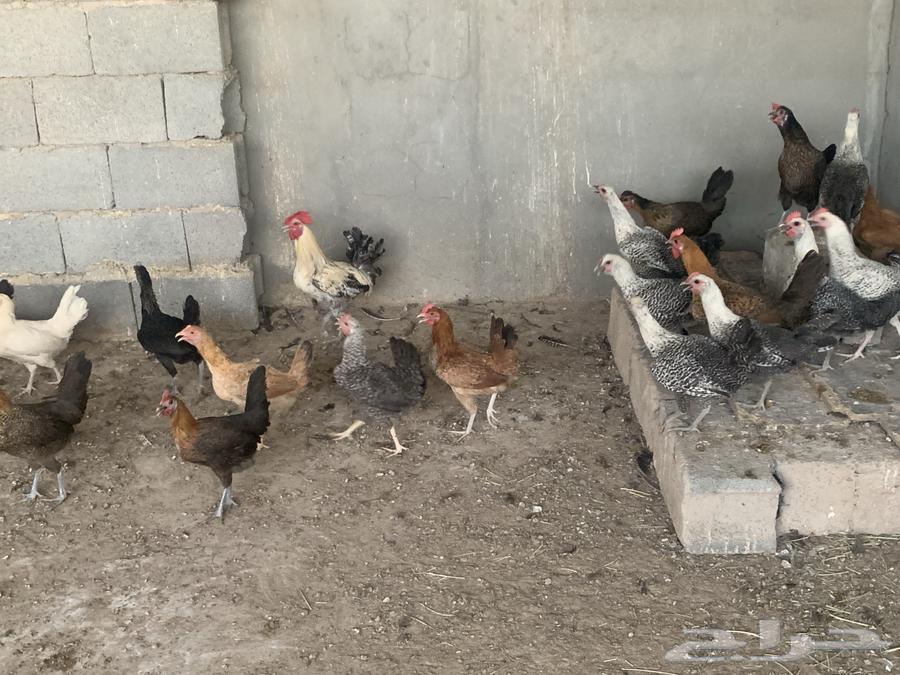 Local mixed chickens, starters and Fayoumi Bashayer (Sold out)64449584478851112