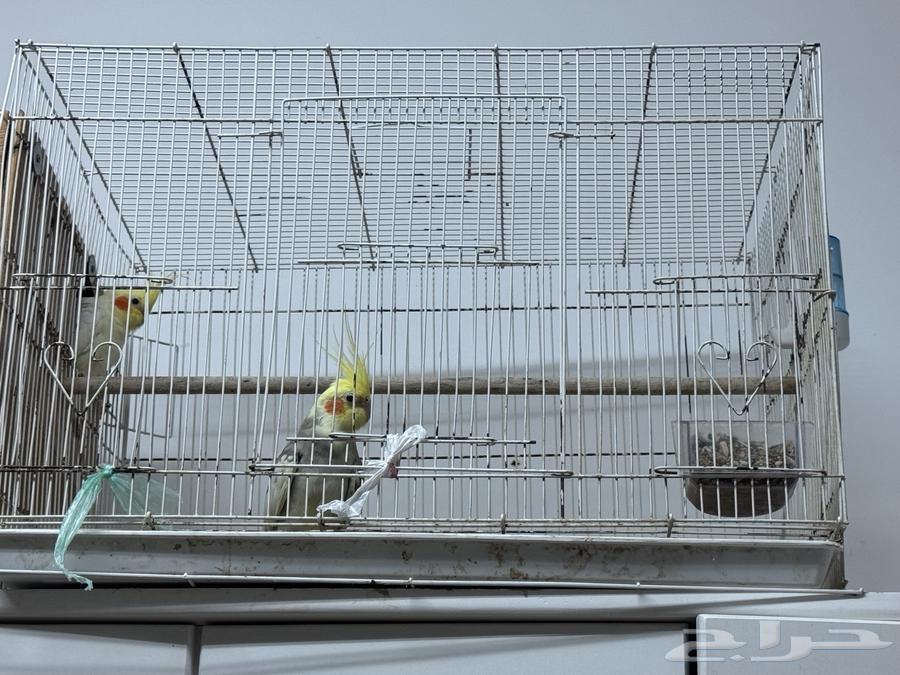 ببغاء كروان64444499201411112