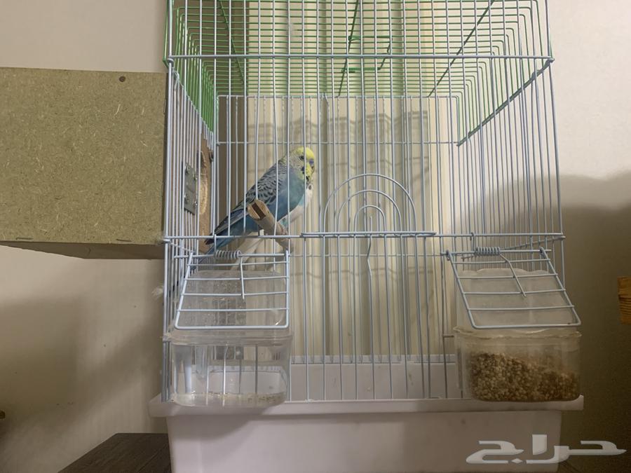 عصفورين مع القفص لللبيع64406262855170112