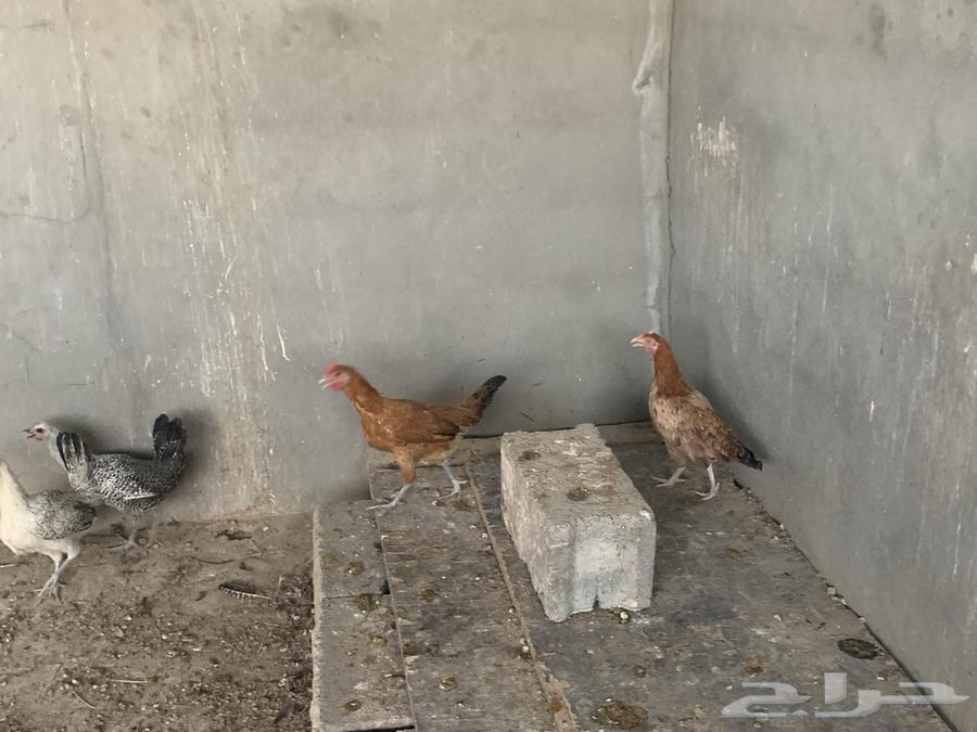Local mixed chickens, starters and Fayoumi Bashayer (Sold out)64449584478851113