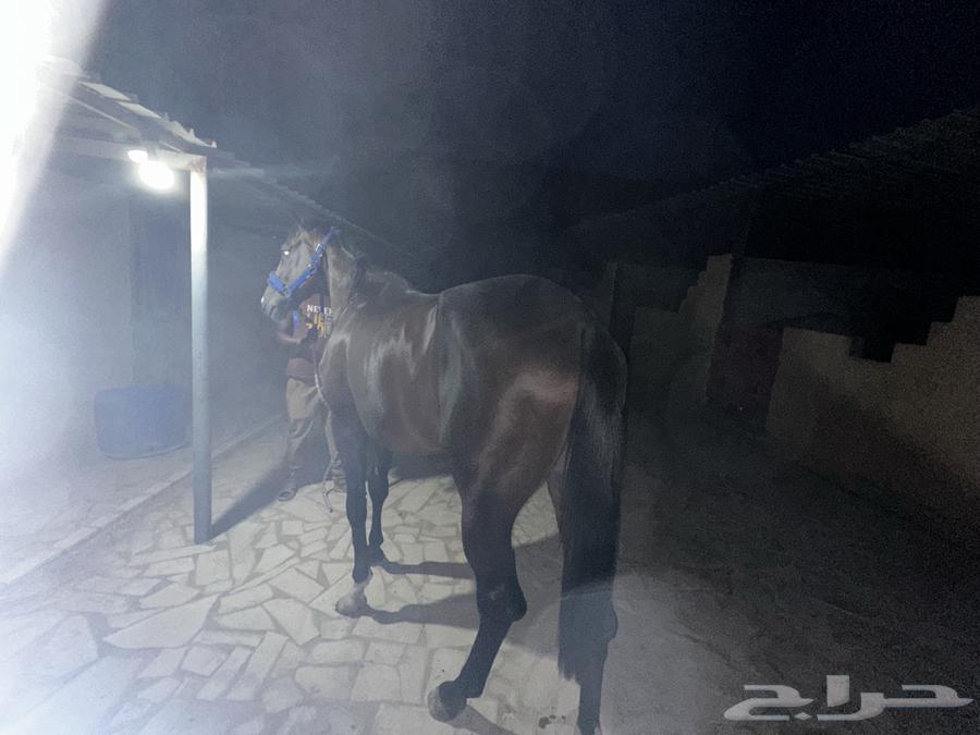 حصان انقليزي معسوف64442419682691112