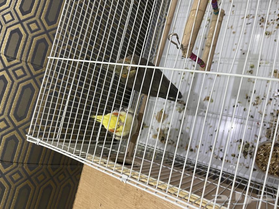 كروان زوج و بادجي طيور الحب للبيع64445553772035110