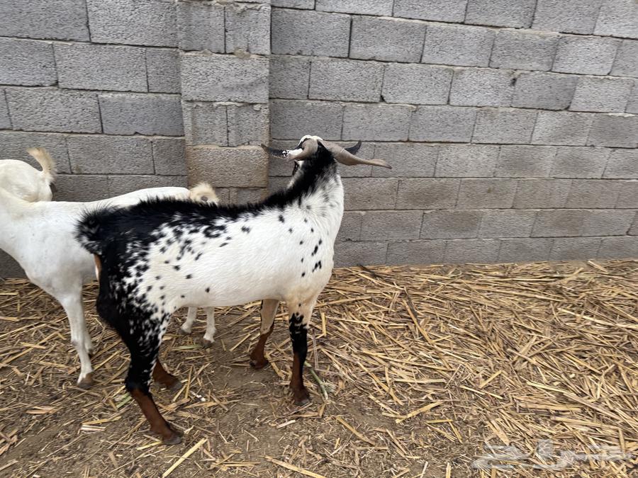 2فحول للبيع بيشيات الامرخ سديس والأعفر ثني. وكلها ماشاءالله64446989338626111