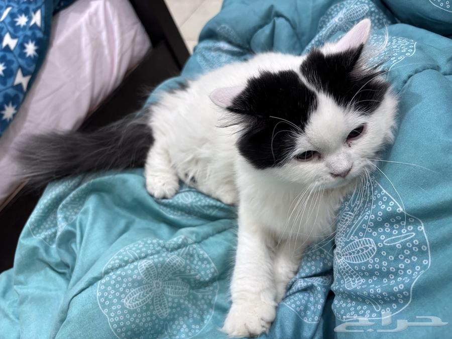 قط ذكر للبيع العمر 5 اشهر64445174251138110
