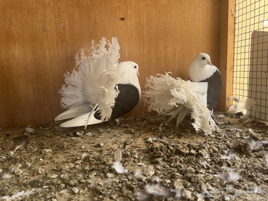 حمام شماسي (تم  البيع )64444191038083111