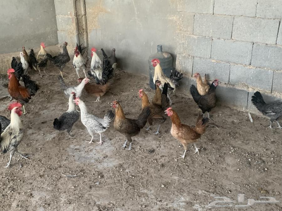 Local mixed chickens, starters and Fayoumi Bashayer (Sold out)64449584478851114