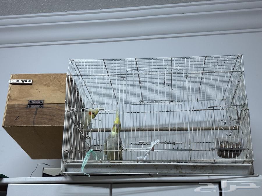 ببغاء كروان64444499201411110