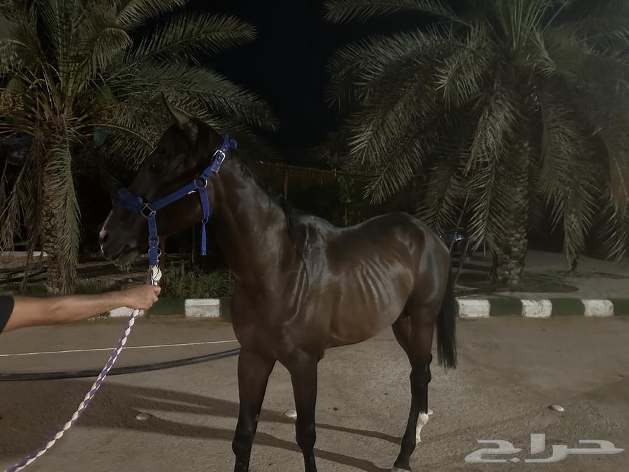 حصان انقليزي معسوف64442419682691111