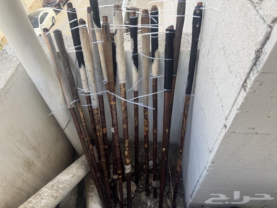 عصي مزمار للبيع64448235488898111