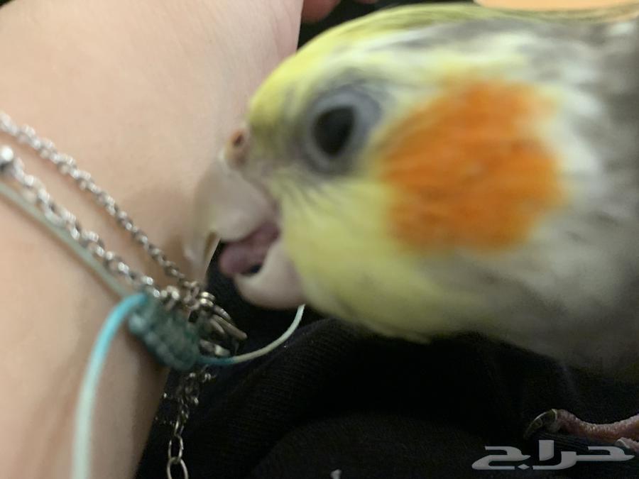 الكروان انثى للبيع64445079069827112