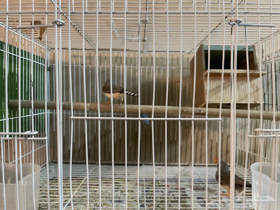 طيور زيبرا بكستاني للبيع64442884502658110