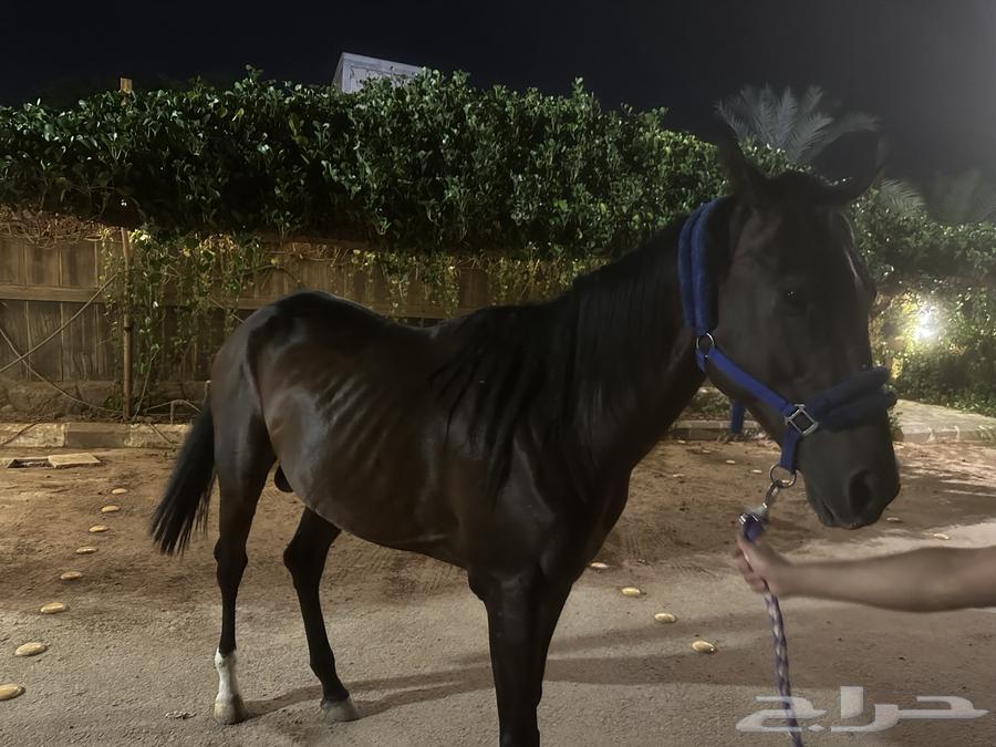 حصان انقليزي معسوف64442419682691110