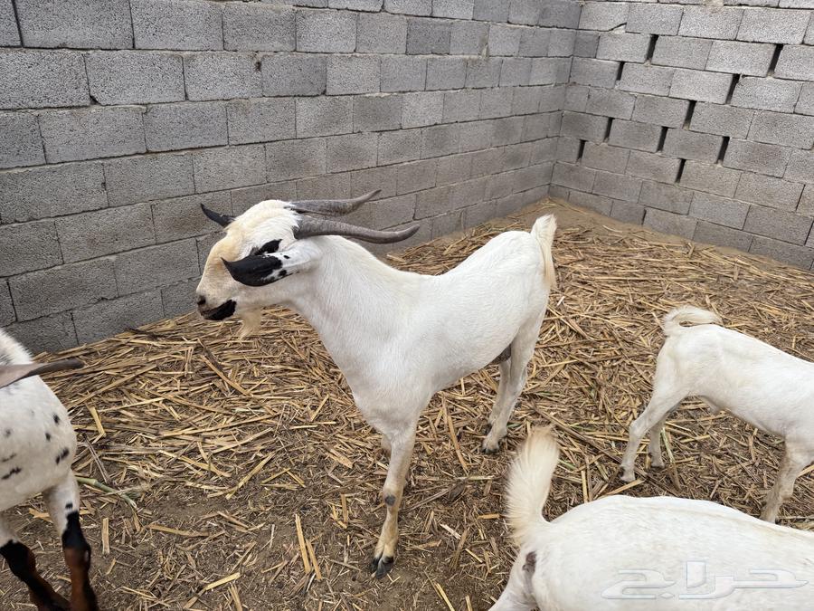 2فحول للبيع بيشيات الامرخ سديس والأعفر ثني. وكلها ماشاءالله64446989338626110