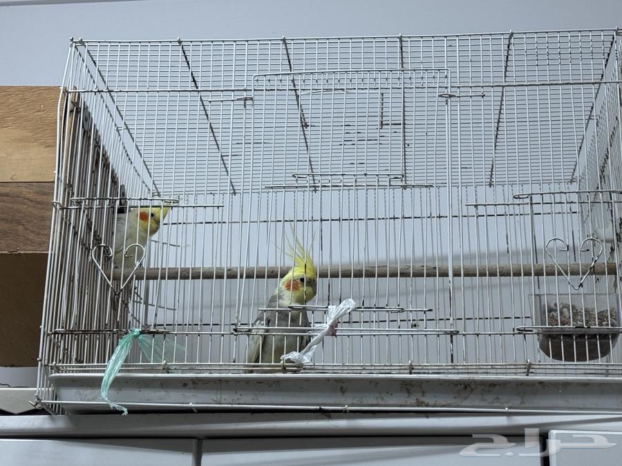 ببغاء كروان64444499201411111