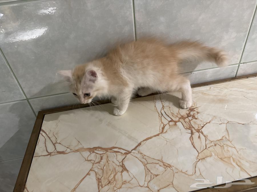 عندي قطوتين للبيع وحده ابيض  والثانيه بني فاتح64447679276930111