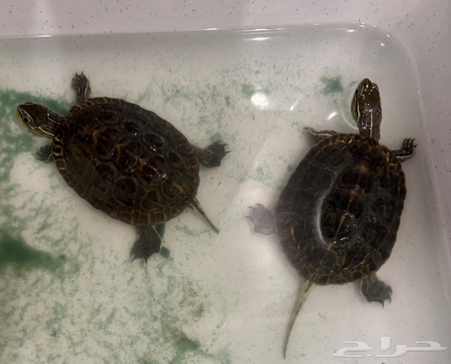 Freshwater turtle for sale64442281985411111