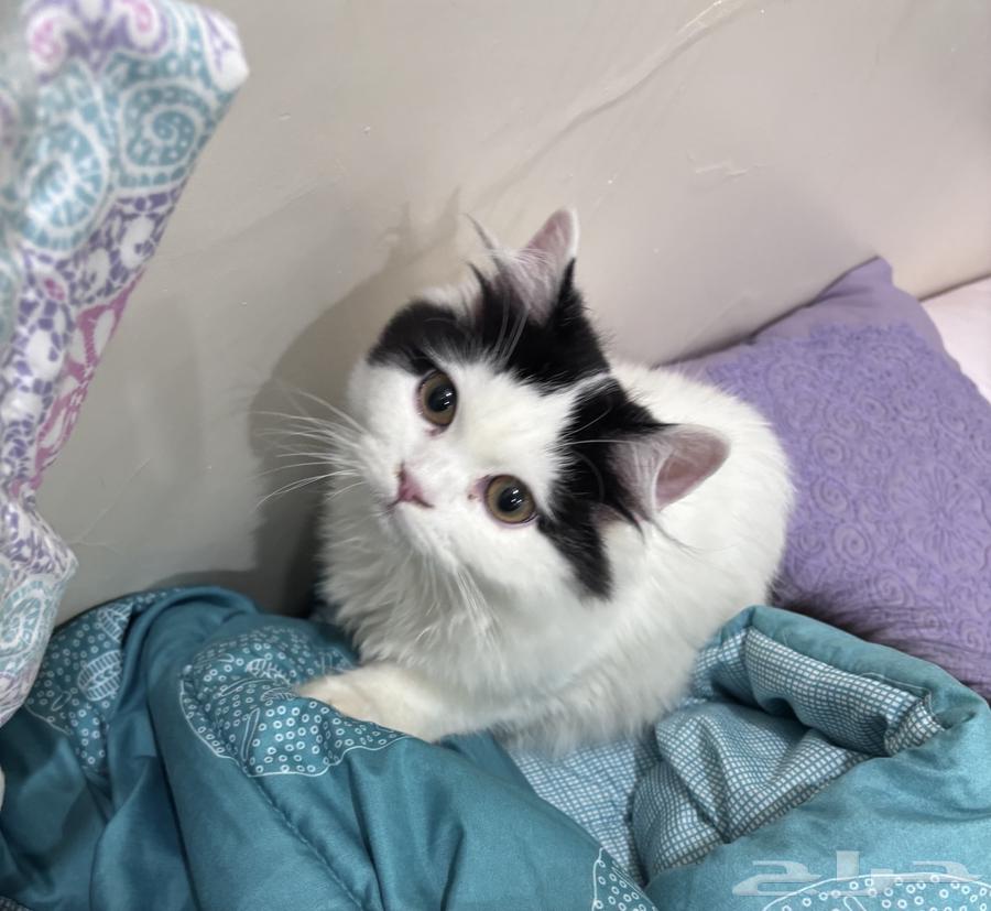 قط ذكر للبيع العمر 5 اشهر64445174251138114