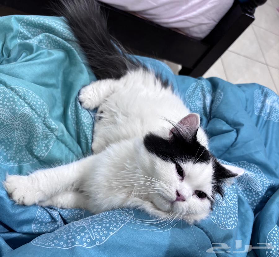 قط ذكر للبيع العمر 5 اشهر64445174251138112