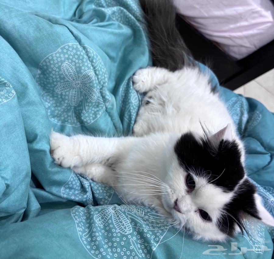 قط ذكر للبيع العمر 5 اشهر64445174251138111