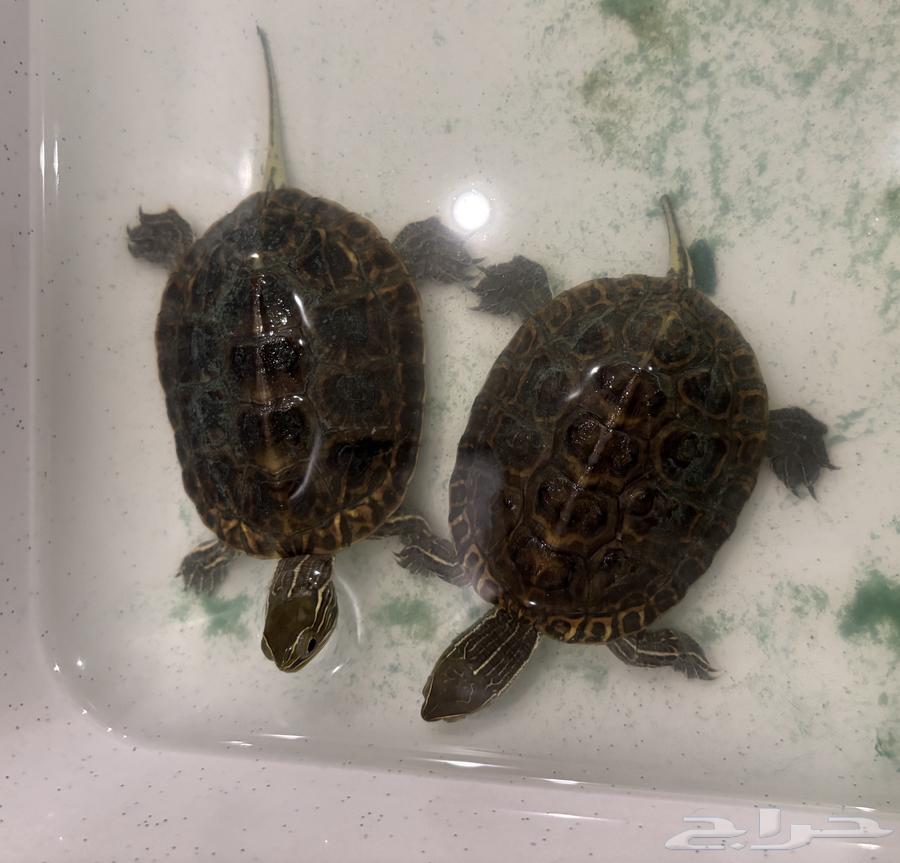Freshwater turtle for sale64442281985411110