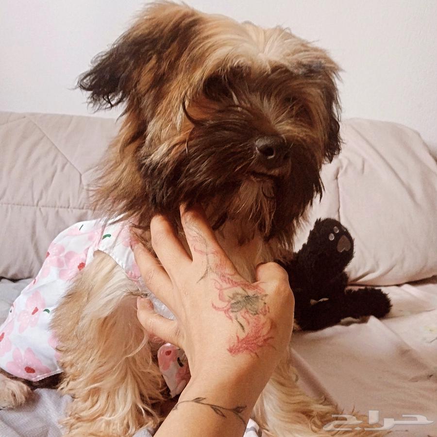 كلب للبيع64443923571074110